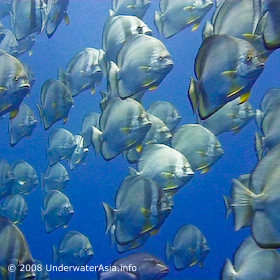 Schooling Batfish